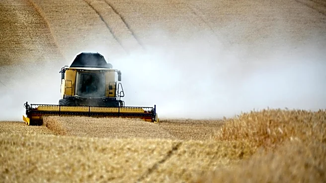 Severe Weather Devastates Wheat Crops Across Kansas and Midwest