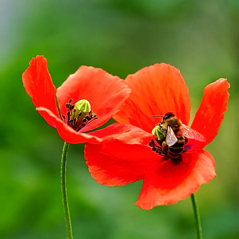 Spring's Colors Highlight Nature's Survival Mechanisms