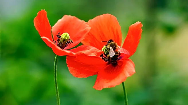 Spring's Colors Highlight Nature's Survival Mechanisms