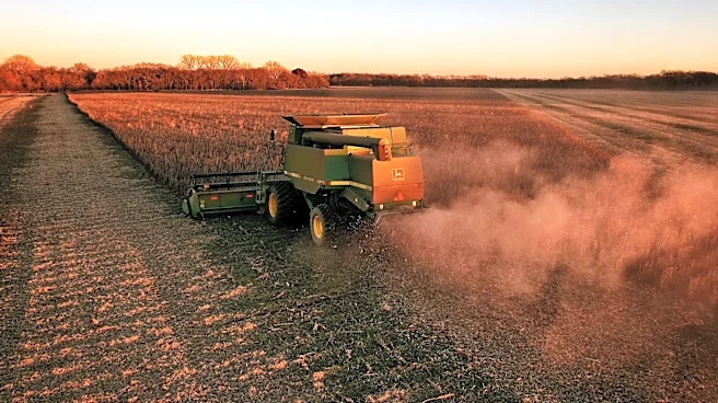 Wild Weather Devastates Wheat Crops Across Kansas and Midwest