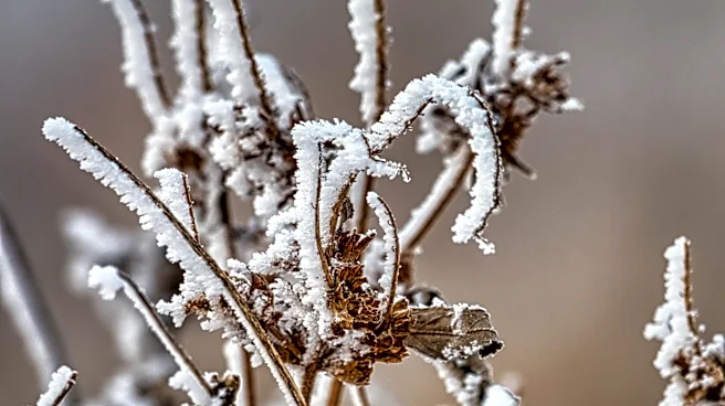 Frost and Freeze Concerns in Minnesota on May 19, 2026