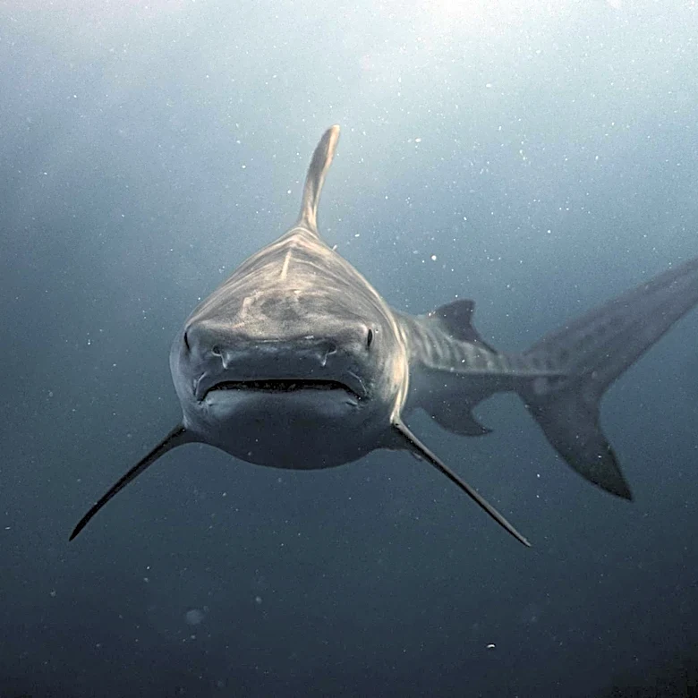 Shark Safety Awareness Rises Ahead of Cape Cod Bay Summer Season