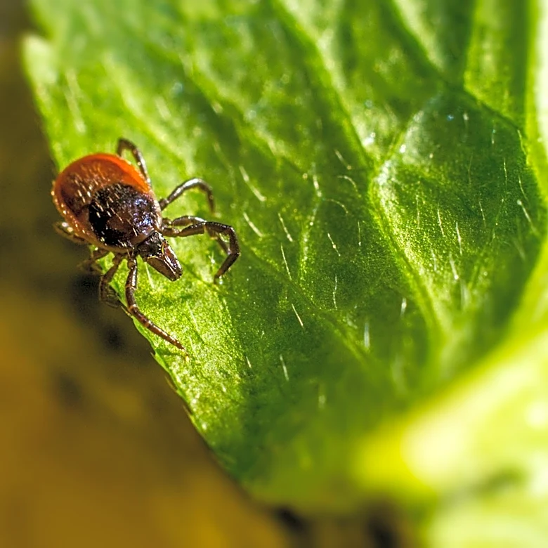 Tick Prevention Tips for Your Yard This Season in Baton Rouge