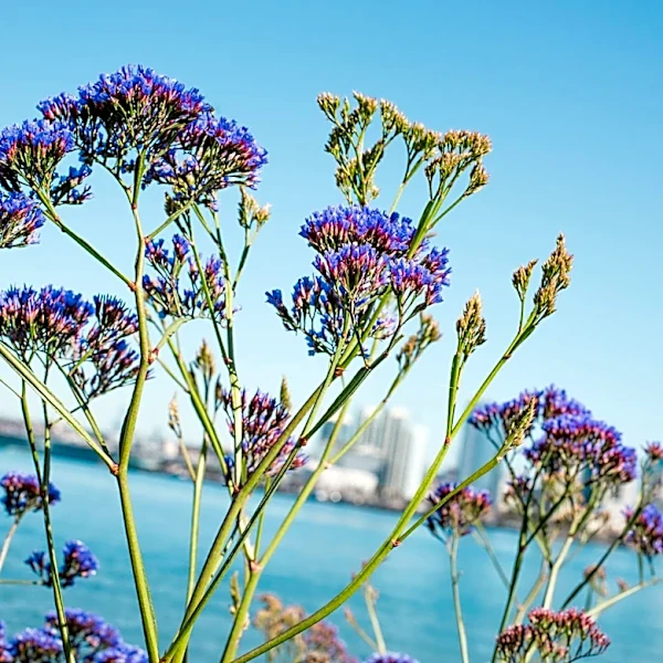 San Diego Ranks Second Worst U.S. City for Pollen Allergies in 2026