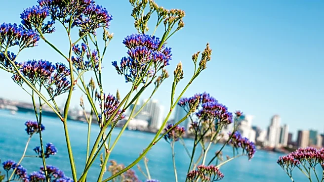 San Diego Ranks Second Worst U.S. City for Pollen Allergies in 2026