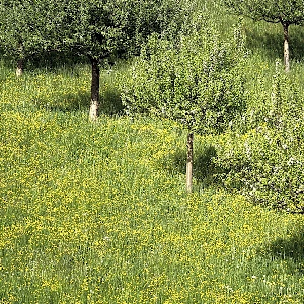 Top 100 U.S. Cities Ranked for Seasonal Pollen Allergies