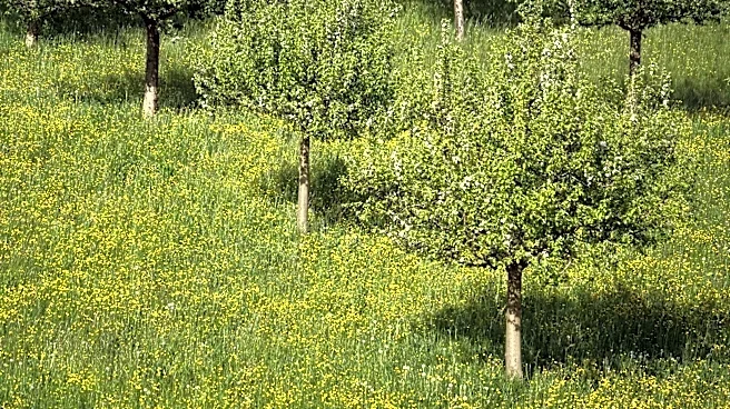 Top 100 U.S. Cities Ranked for Seasonal Pollen Allergies