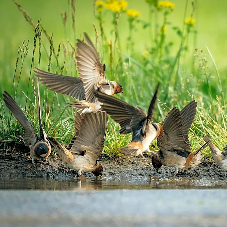 Millions of Birds Migrating Through Michigan Skies During Spring Peak
