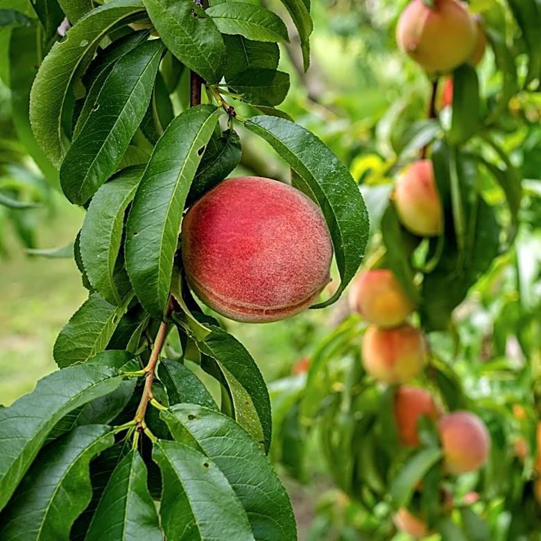 Fungal Disease and Climate Change Threaten Colorado's Peach Industry