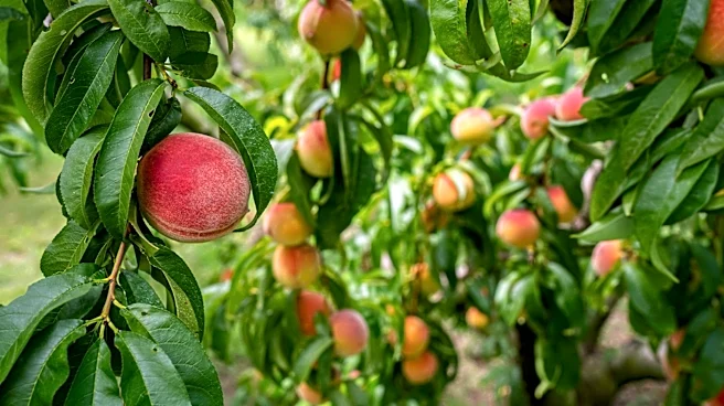 Fungal Disease and Climate Change Threaten Colorado's Peach Industry