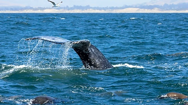 AI-Powered Whale Detection System Launches in San Francisco Bay