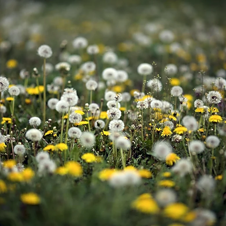 High Pollen Levels Disrupt Sleep for Allergy Sufferers in the U.S.