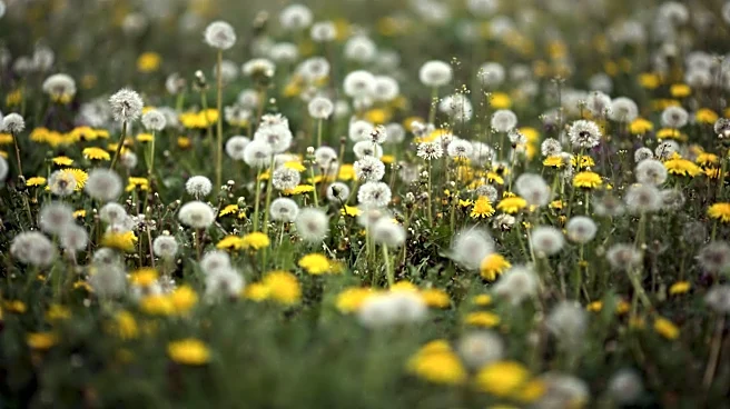 High Pollen Levels Disrupt Sleep for Allergy Sufferers in the U.S.