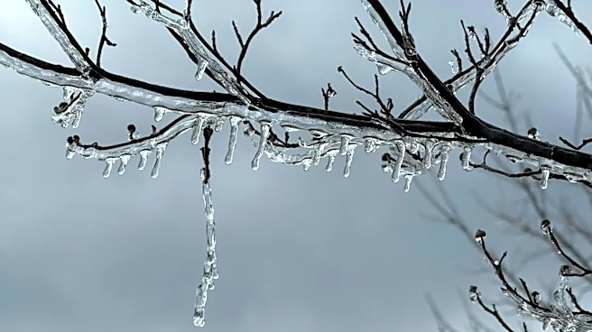New Jersey Declares State of Emergency After $300M in Agricultural Losses from April Freeze