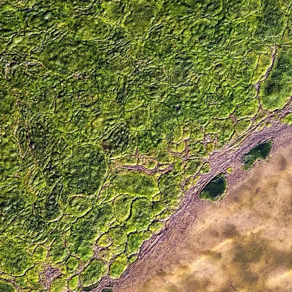 NASA AI Tool Enhances Detection of Harmful Algal Blooms in U.S. Coastal Waters