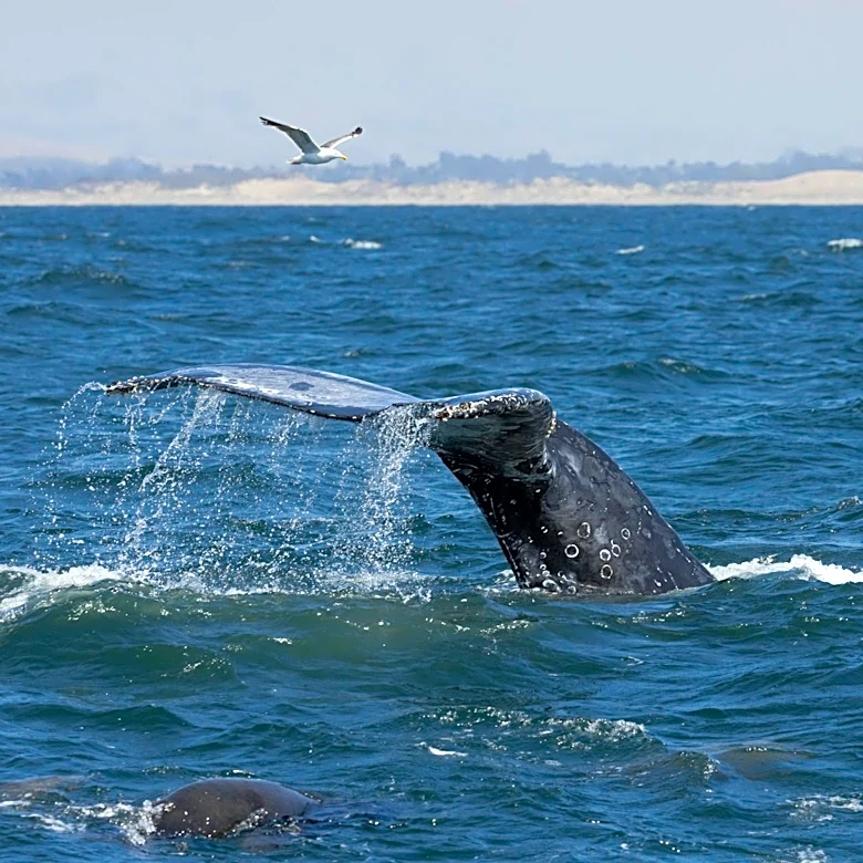AI-Powered Whale Detection Network Launches in San Francisco Bay to Prevent Ship Collisions