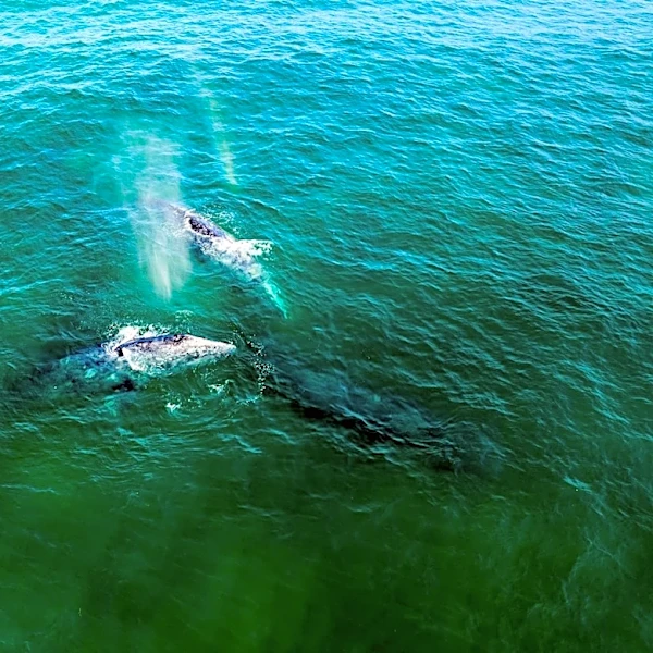 AI Network Launched in San Francisco Bay to Address Rising Whale Deaths