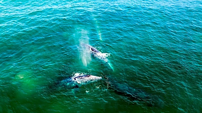AI Network Launched in San Francisco Bay to Address Rising Whale Deaths