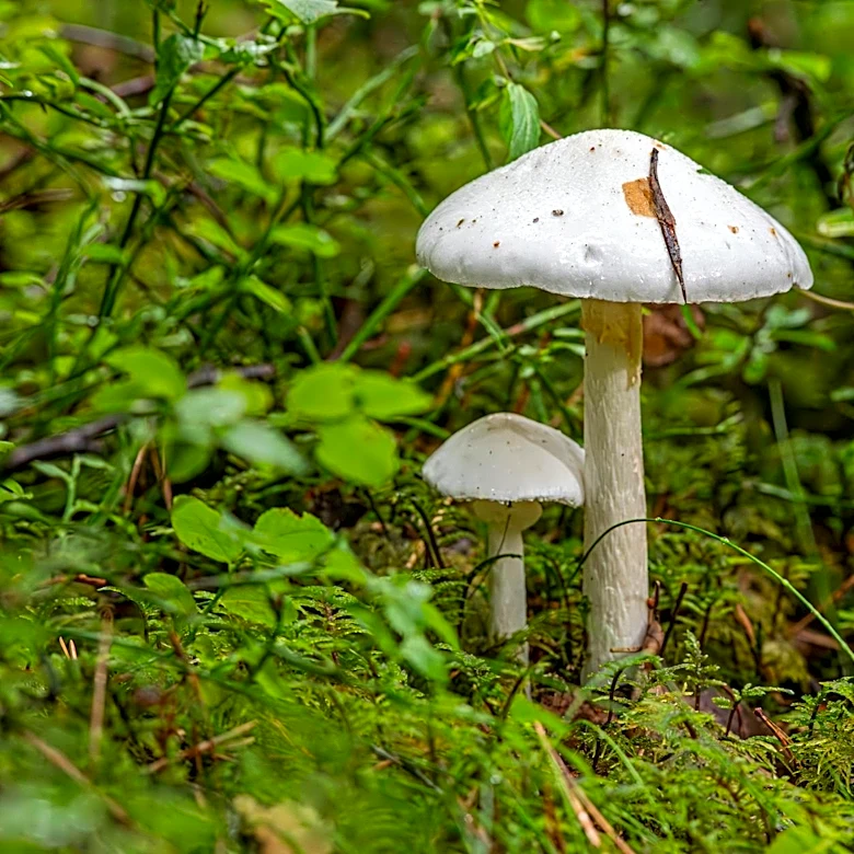 Sacramento County Reports Poisonous Mushroom Hospitalizations Amid Rainy Season