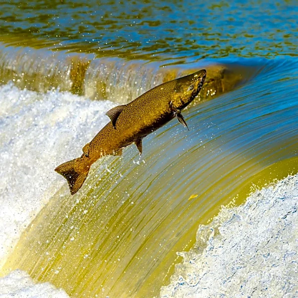 California Salmon at Risk Due to Increased Water Diversions from Shasta Lake