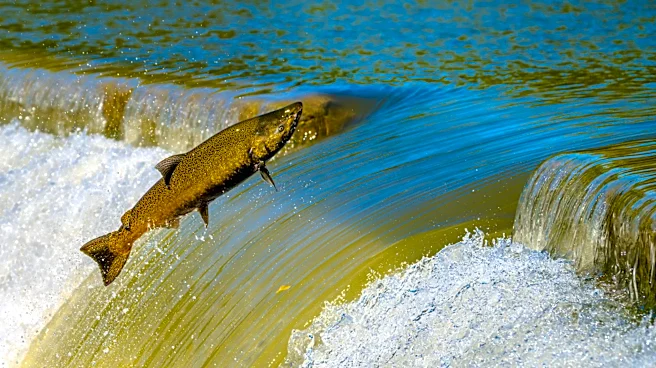 California Salmon at Risk Due to Increased Water Diversions from Shasta Lake