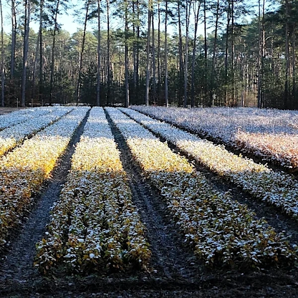 New Jersey Declares State of Emergency After Severe Agricultural Losses