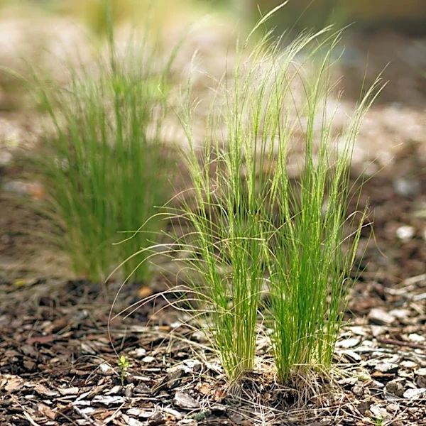 Kansas City: Transforming Lawns into Wildlife-Friendly Gardens