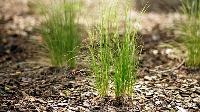 Kansas City: Transforming Lawns into Wildlife-Friendly Gardens