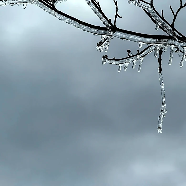 Severe Spring Frost Devastates New Jersey Crops, State of Emergency Declared