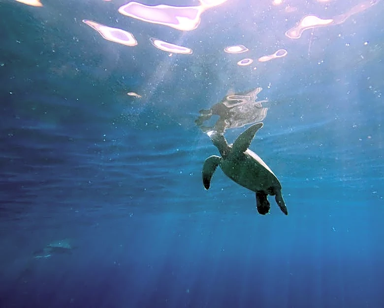 Maui Ocean Center Brings Hawaii’s Reefs to Life