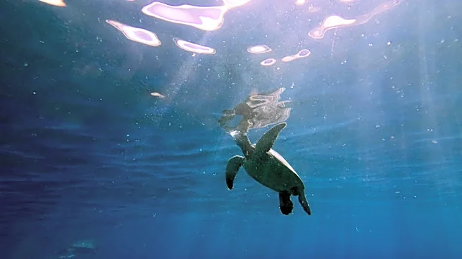 Maui Ocean Center Brings Hawaii’s Reefs to Life