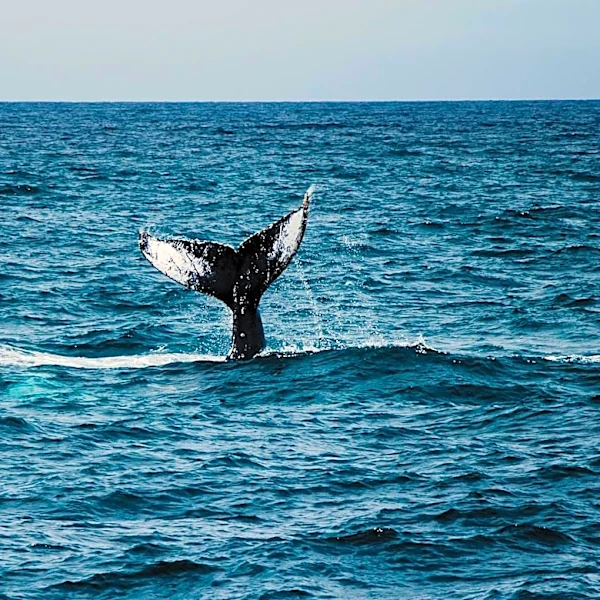 AI-Powered Whale Detection Network Launches in San Francisco Bay