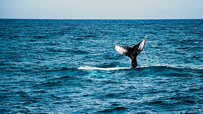 AI-Powered Whale Detection Network Launches in San Francisco Bay