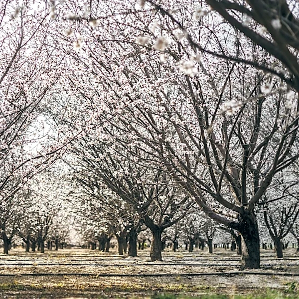 Warm Winter Wipes Out Southern California's Cherry Harvest for the First Time
