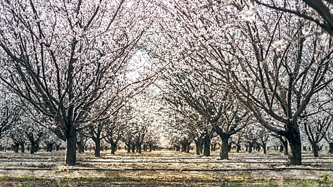 Warm Winter Wipes Out Southern California's Cherry Harvest for the First Time