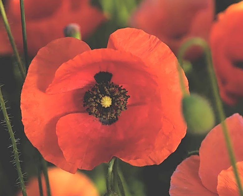 The powerful history behind Memorial Day’s iconic flower