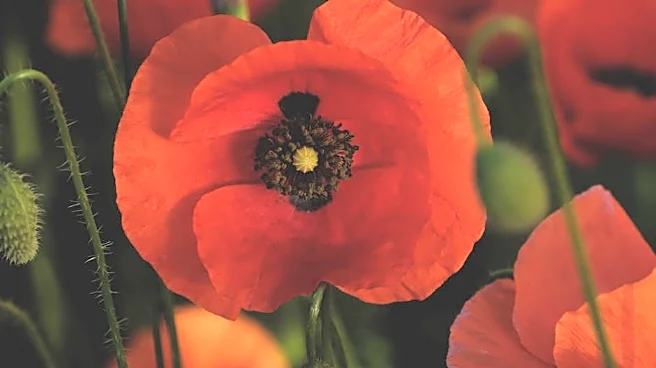 The powerful history behind Memorial Day’s iconic flower
