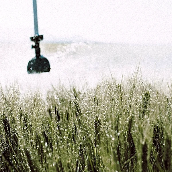 Severe Drought Devastates Nebraska Winter Wheat Crop
