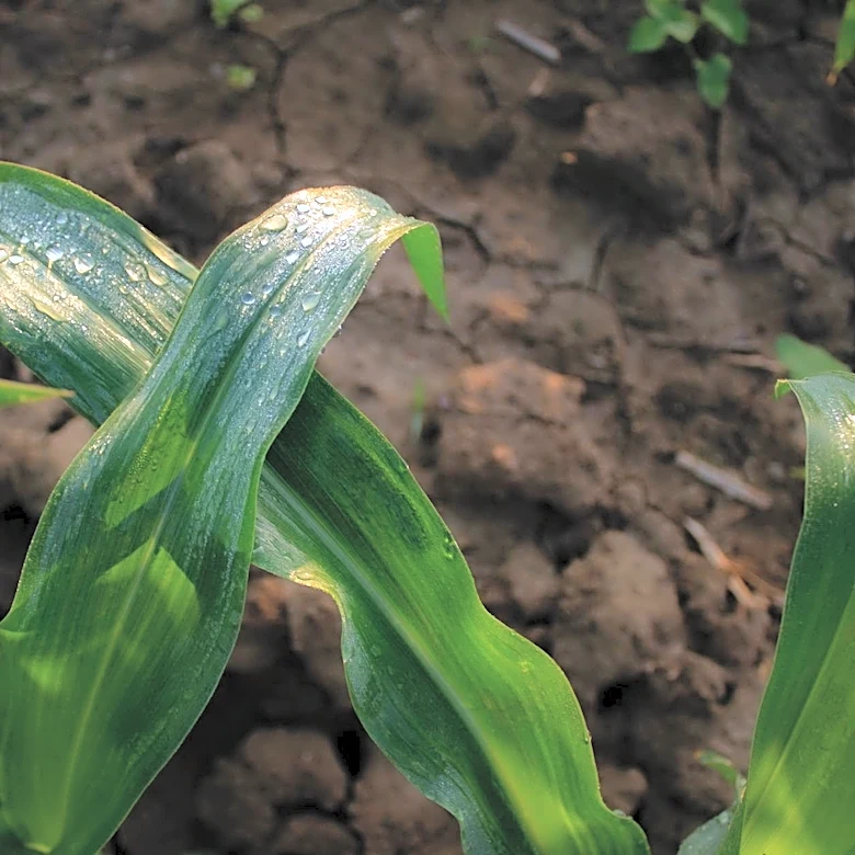 Iowa Crops Emerging Amid Mixed Weather Conditions