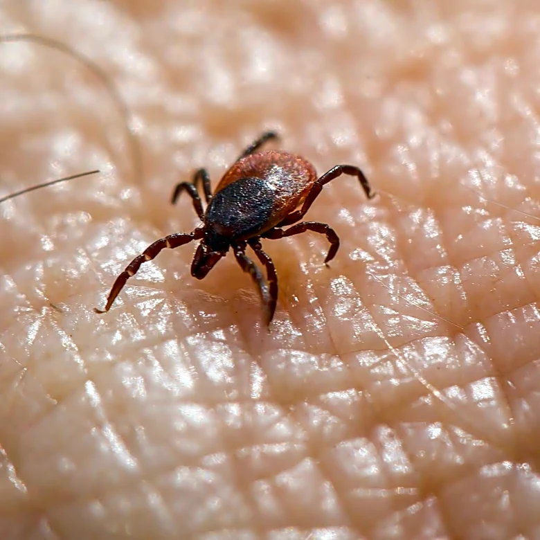 Tick-Borne Diseases on the Rise: ER Visits Spike Across the U.S.