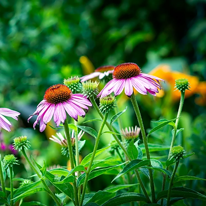 Cape Cod Embraces Native Plants Amid Changing Climate