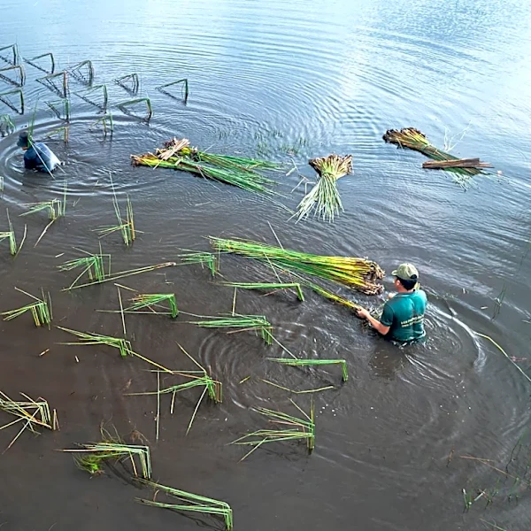 Recent Rainfall Causes Agricultural Damage in Hawaii, Raises Food Security Concerns