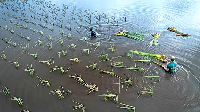 Recent Rainfall Causes Agricultural Damage in Hawaii, Raises Food Security Concerns