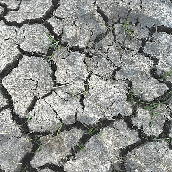 Old Farmer’s Almanac Predicts Hotter, Drier Summer Across U.S.