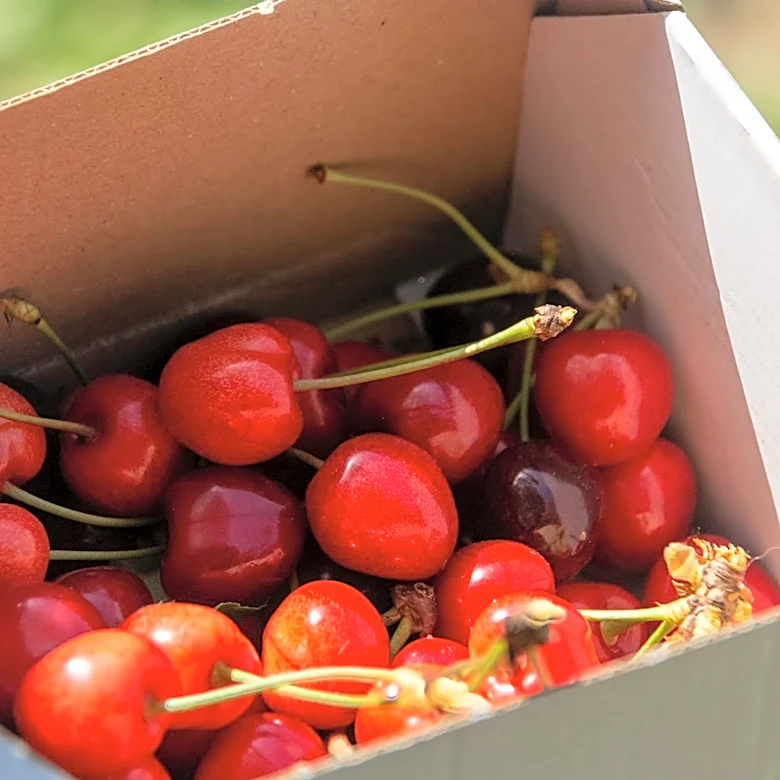 Michigan Cherry Farms Face Economic Challenges Amid Rising Costs and Weather Volatility