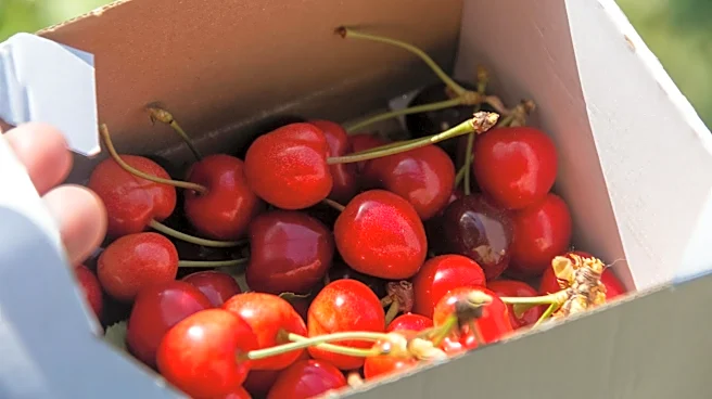 Michigan Cherry Farms Face Economic Challenges Amid Rising Costs and Weather Volatility