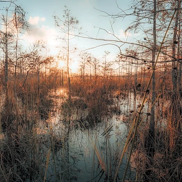 Wildfire in Florida Everglades Burns 1,200 Acres, 60% Contained