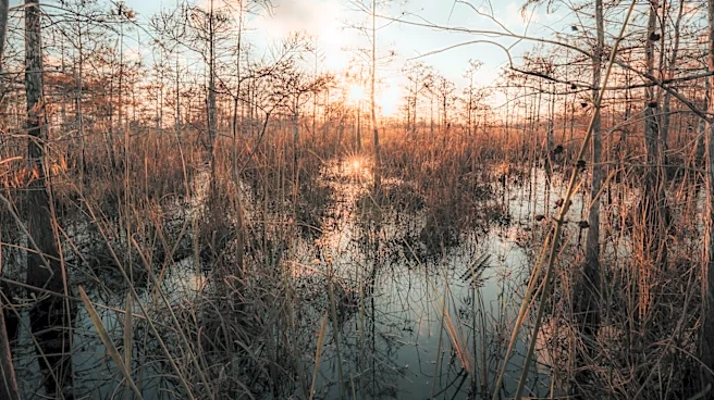 Wildfire in Florida Everglades Burns 1,200 Acres, 60% Contained