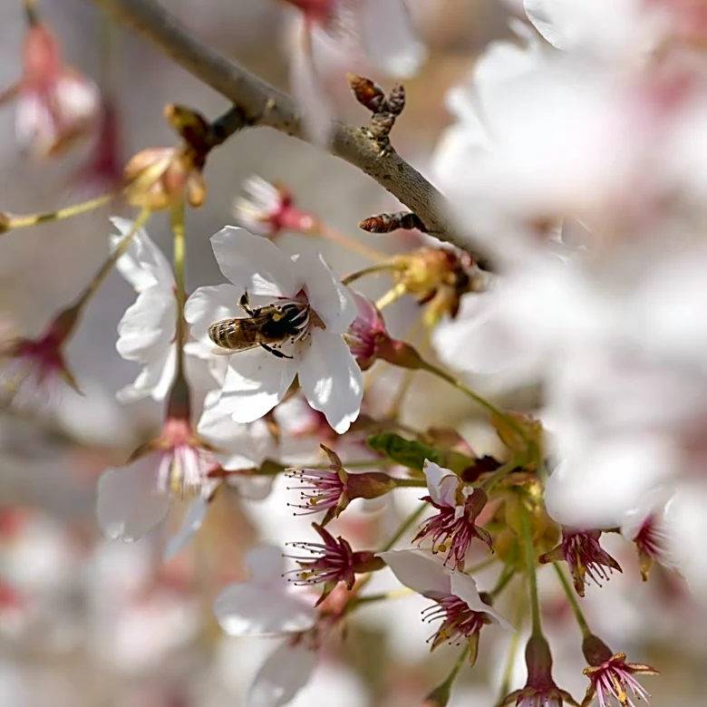 Boise, Idaho Faces Intensified Allergy Season Due to Atmospheric Rivers