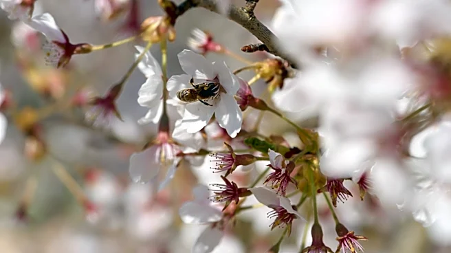Boise, Idaho Faces Intensified Allergy Season Due to Atmospheric Rivers